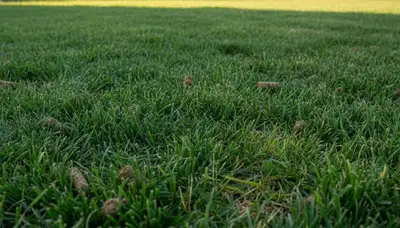 Healthy post-aeration lawn recovery in Mountain View, CA by professional landscaping experts