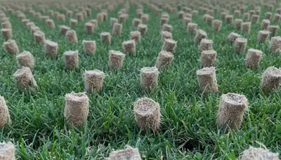 Close-up of lawn aeration soil core plugs on Mountain View, CA yard by Chop Chop Landscaping